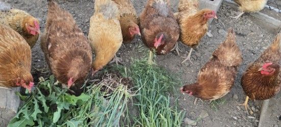 Laying Hens