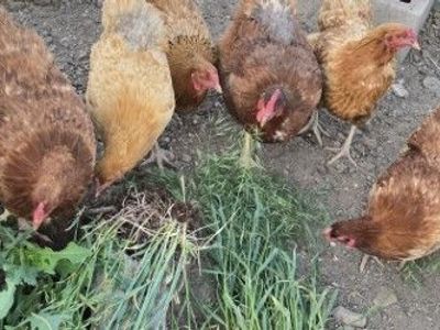 Laying Hens