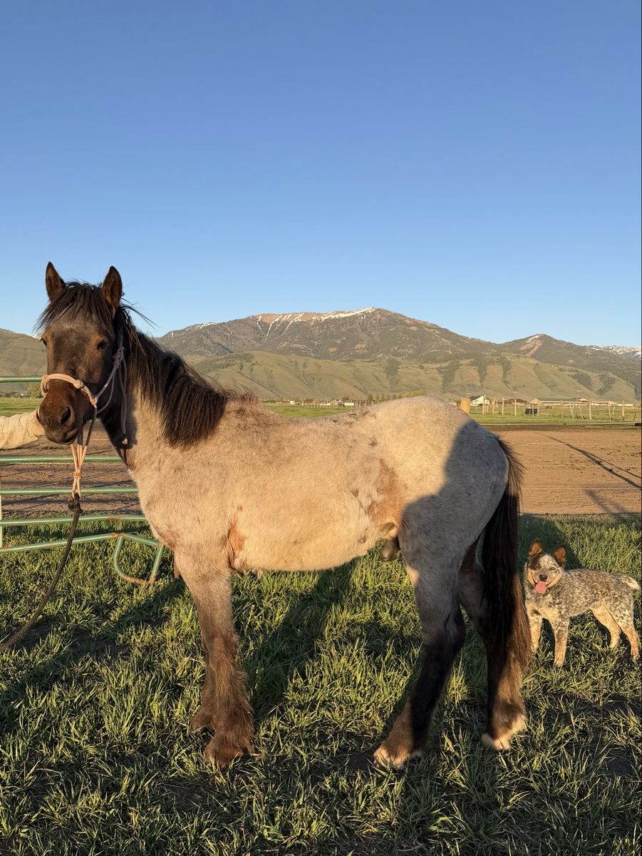 Bay Roan Stud Colt