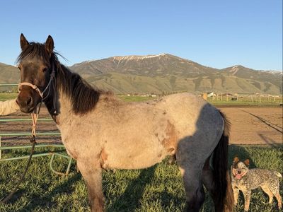 Bay Roan Stud Colt