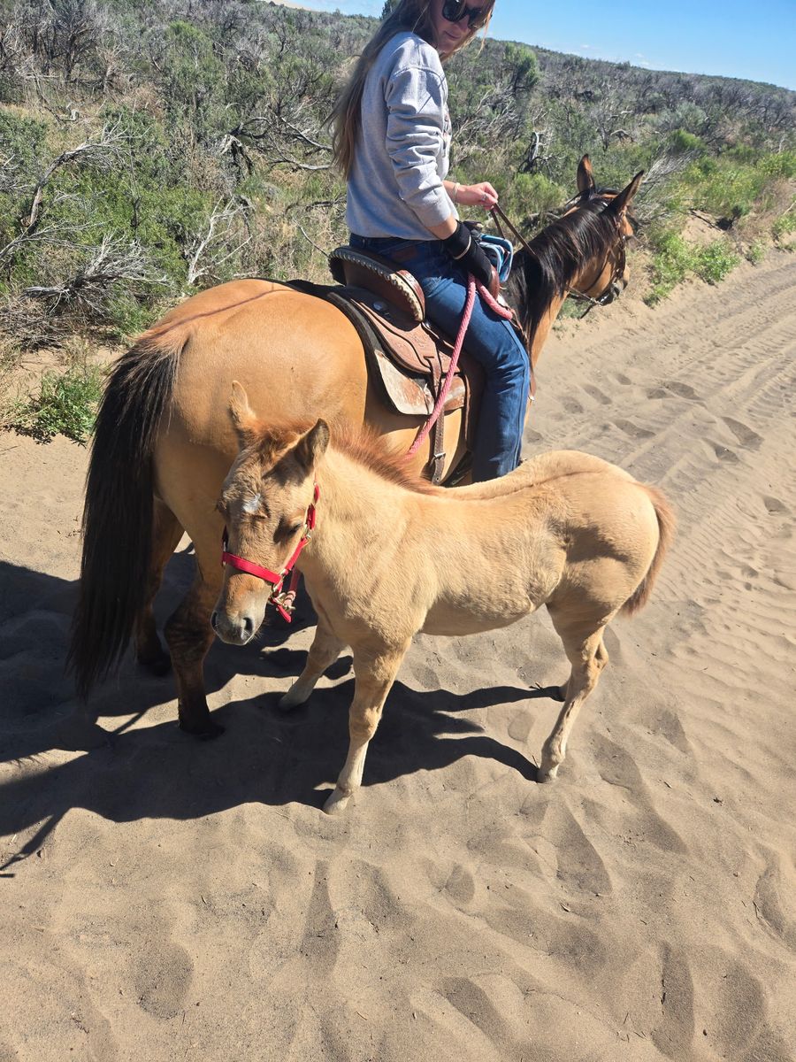 2026 Quarter Horse Filly