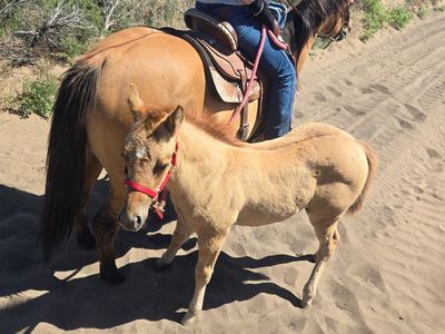 2026 Quarter Horse Filly