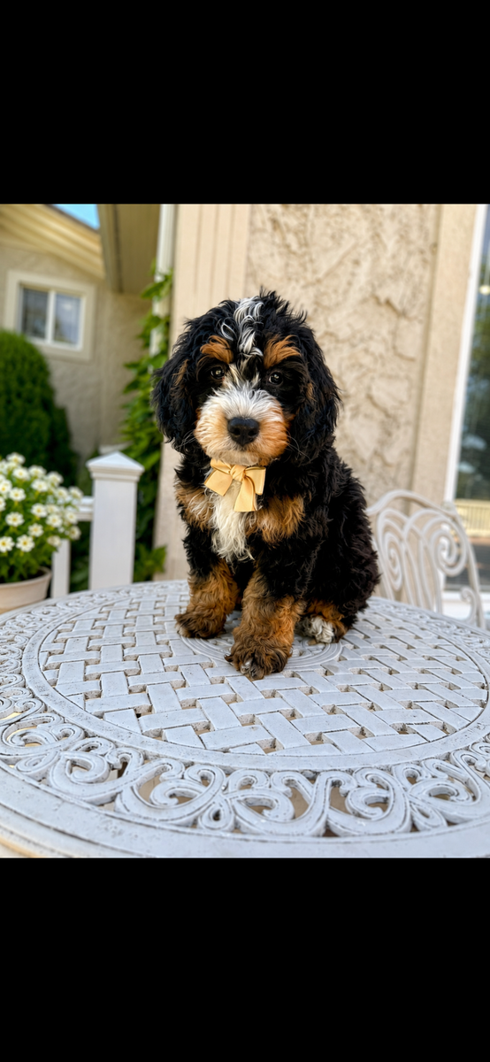 Mini Bernedoodle Puppies - Call Jackie at (435) 770-7228