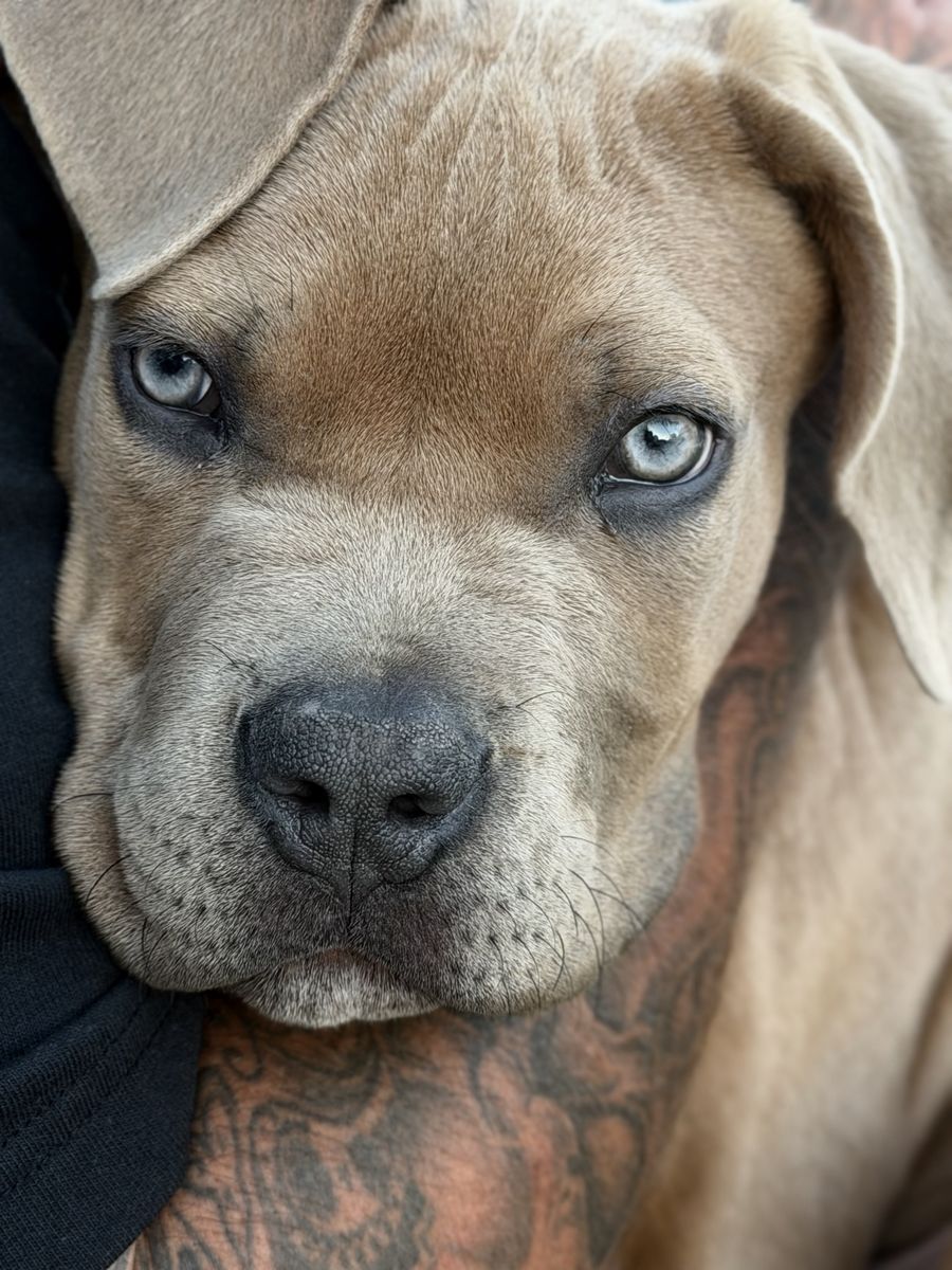 Adorable Male Cane Corso Puppy 16 weeks old -- Looking for a Loving Home!