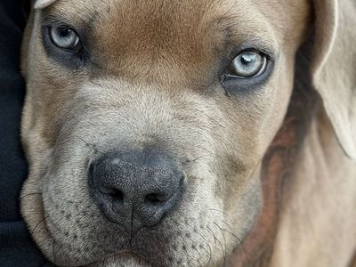 Adorable Male Cane Corso Puppy 16 weeks old -- Looking for a Loving Home!