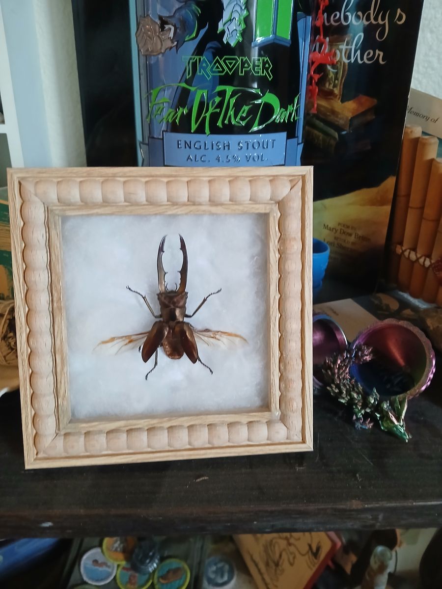 Framed stag beetle