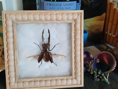 Framed stag beetle