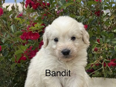 Emotional support F1 GoldenDoodle puppies! Both parents are AKA registered.