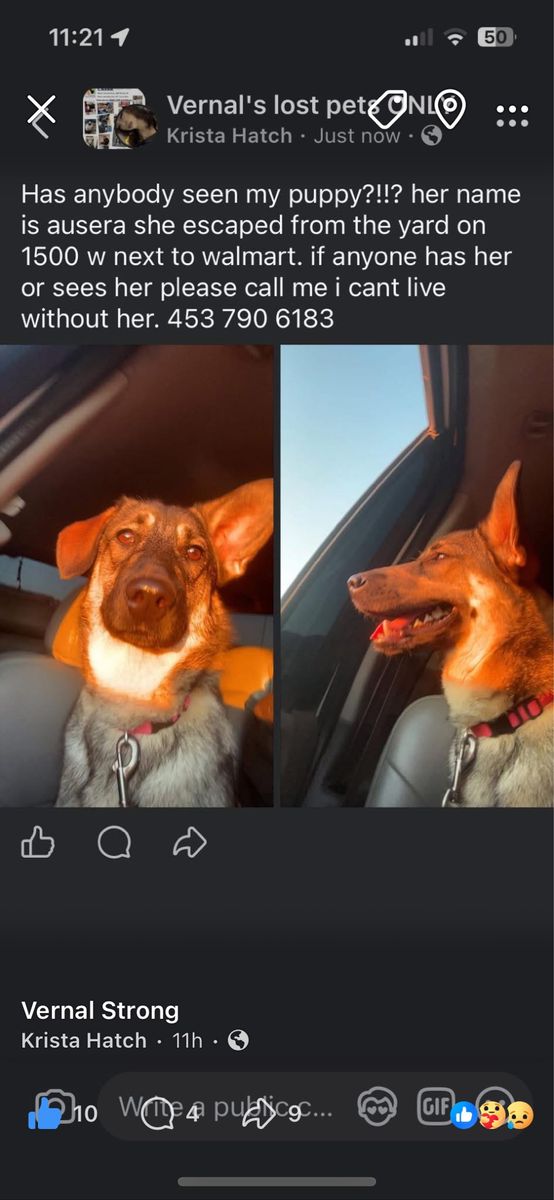 Missing dog