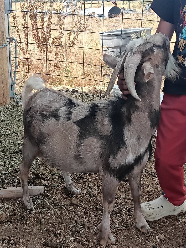 Nigerian buck