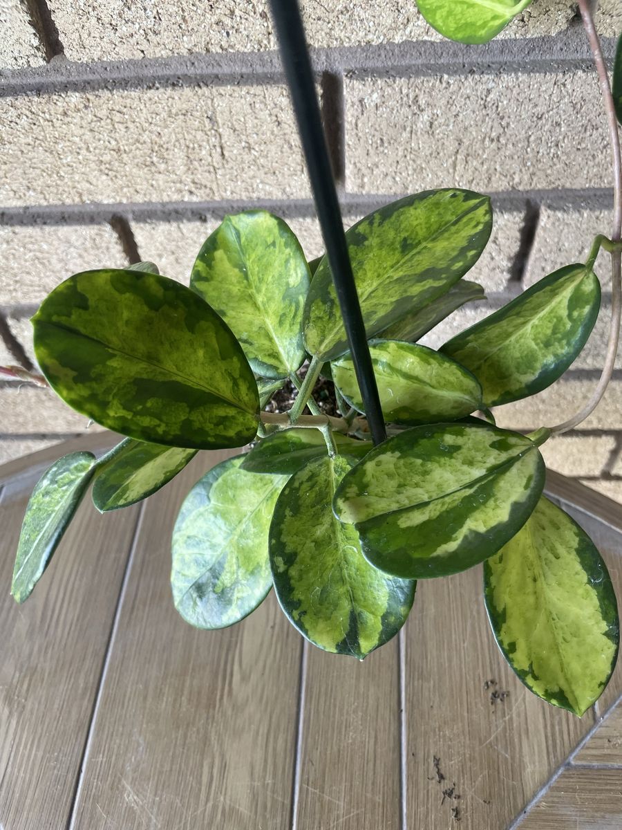 Hoya Australis Lisa