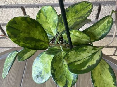 Hoya Australis Lisa