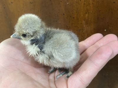 Showgirl Silkie/Silkie Hatching Eggs