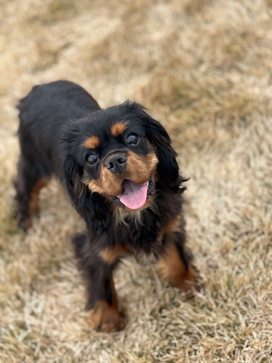 Co Own Female Cavalier King Charles Spaniel