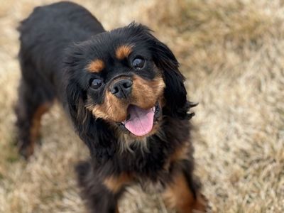 Co Own Female Cavalier King Charles Spaniel