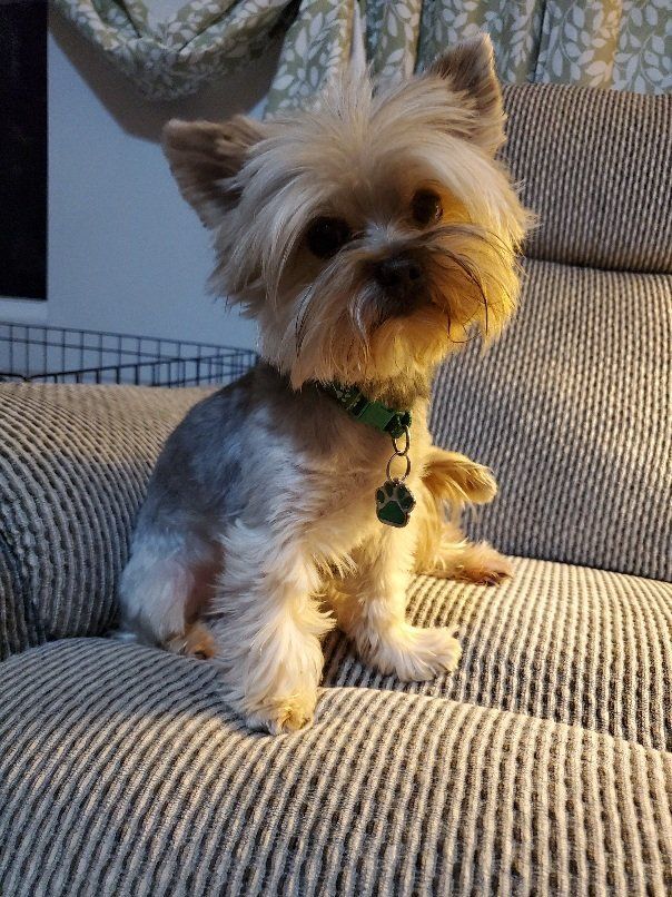 Yorkie Stud (akc)