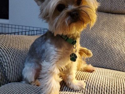 Yorkie Stud (akc)