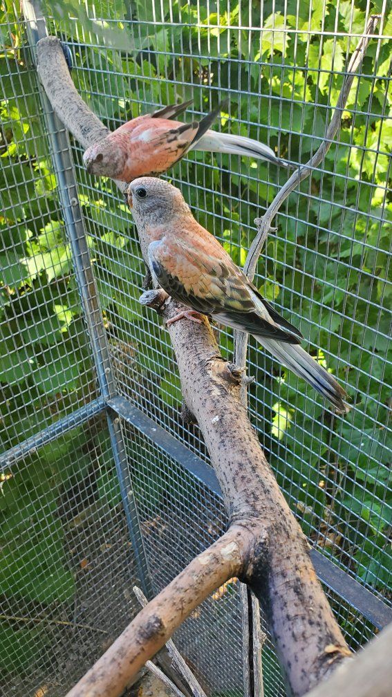 Young Bourke Parakeet