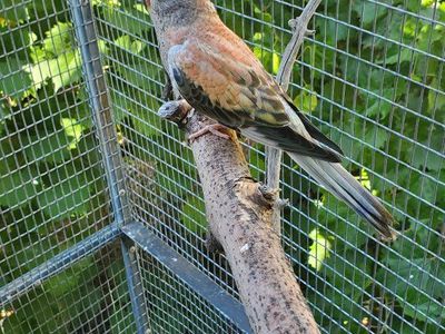 Young Bourke Parakeet