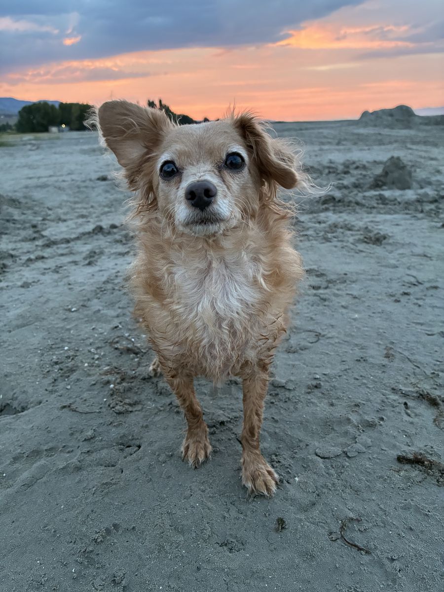 ISO Chihuahua’s