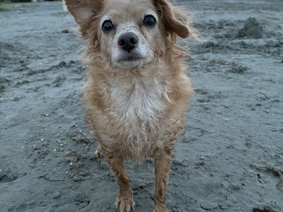 ISO Chihuahua’s