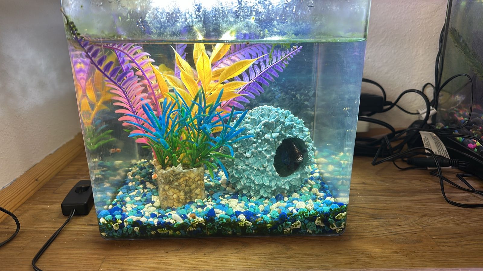 Fish tanks with fish and assoceries for sale