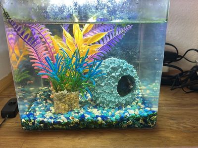 Fish tanks with fish and assoceries for sale