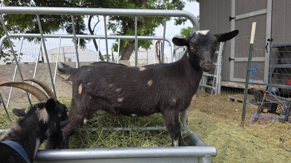 Nigerian Dwarf Doeling