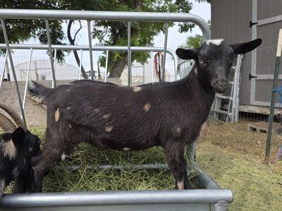 Nigerian Dwarf Doeling