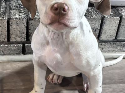 American Bully Puppies