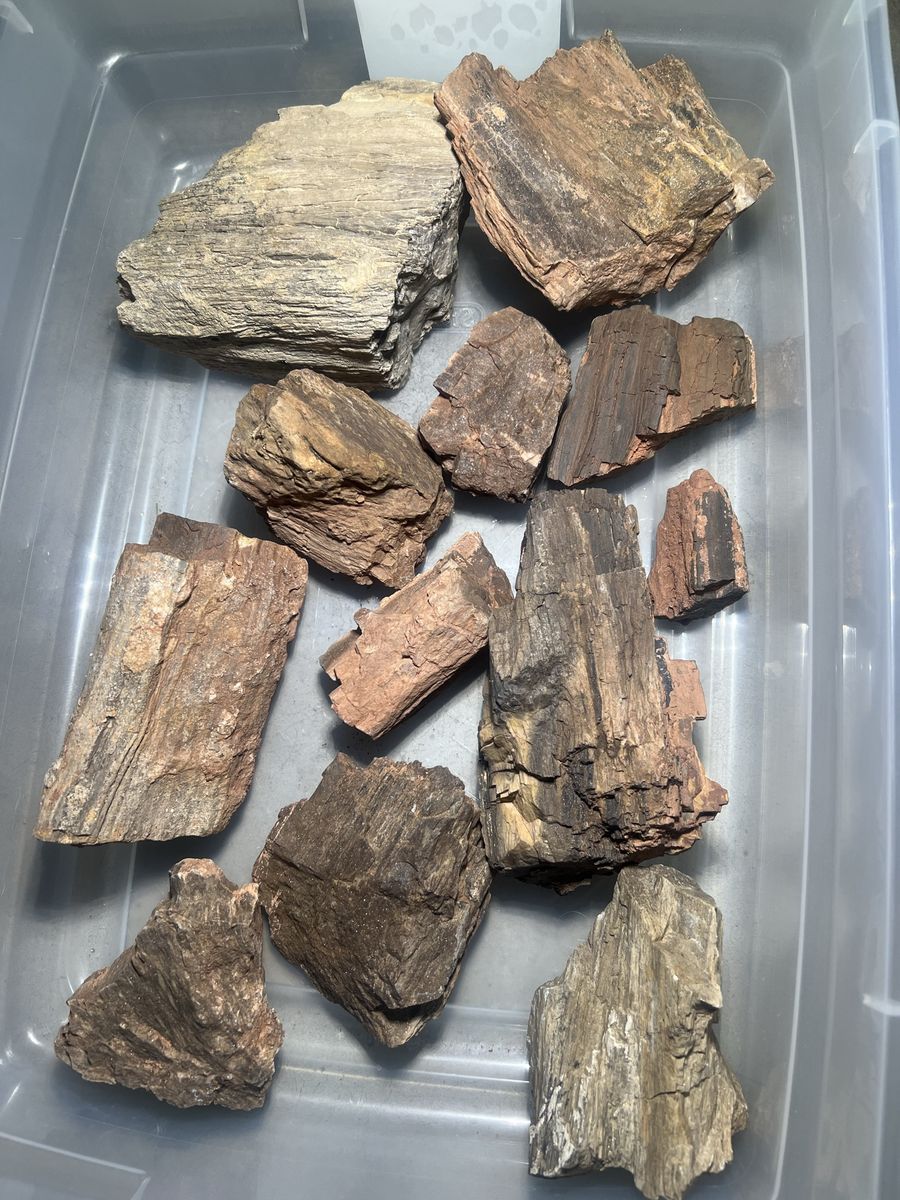 Petrified Wood