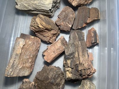Petrified Wood