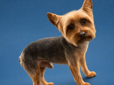Yorkie Stud