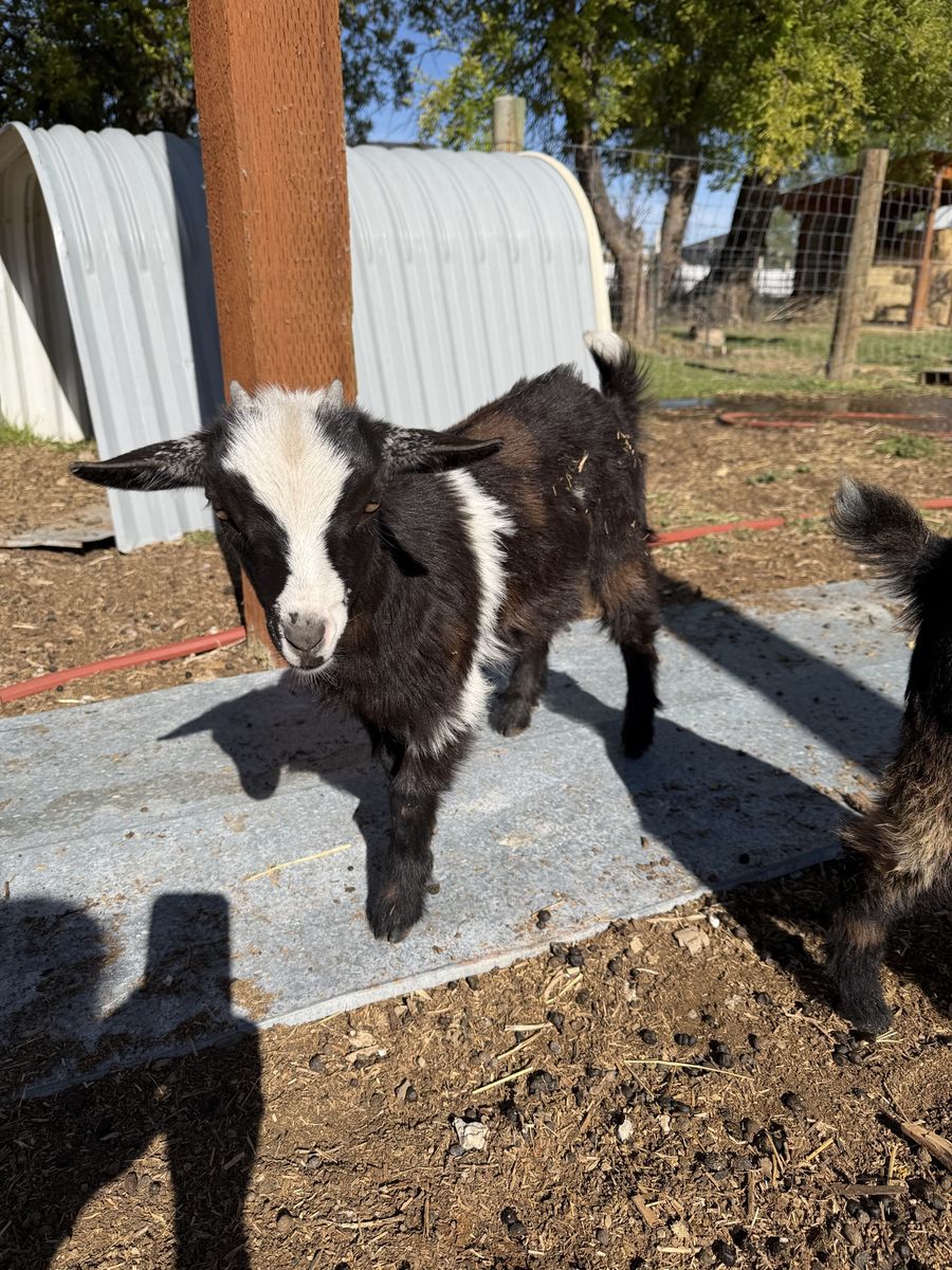 Nigerian Dwarf Goat Doeling