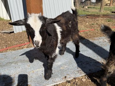 Nigerian Dwarf Goat Doeling