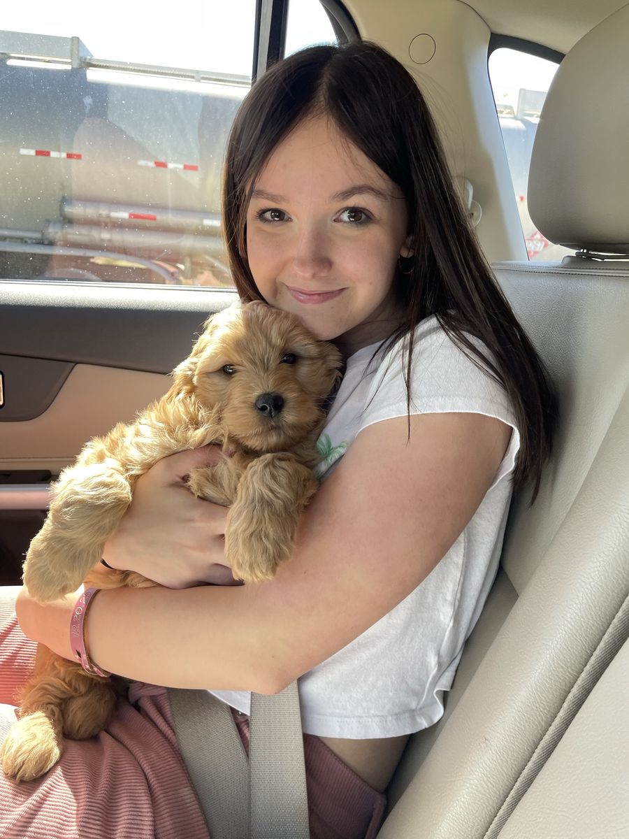 Goldendoodle