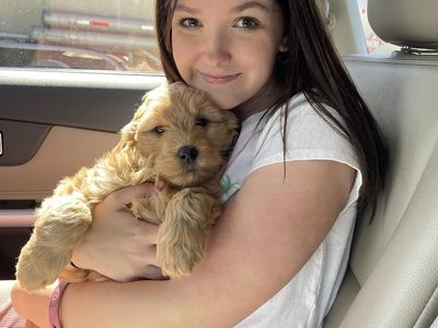 Goldendoodle