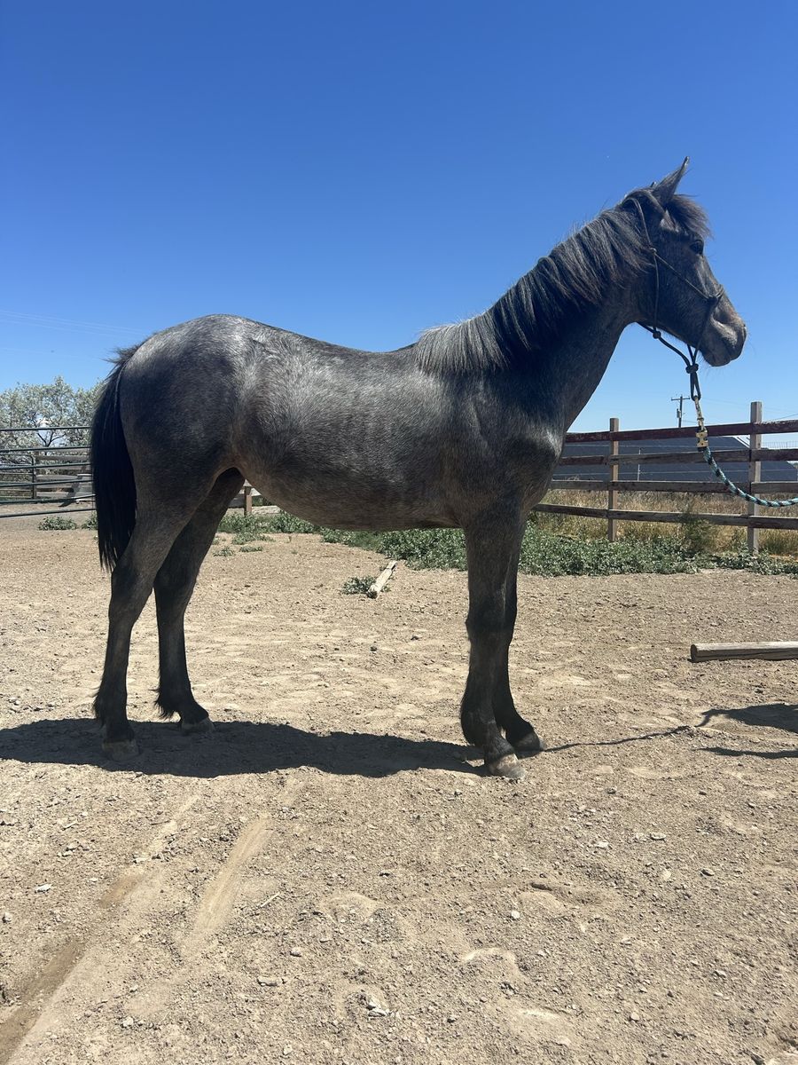 Yearling mustang filly 