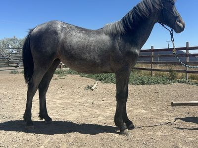 Yearling mustang filly