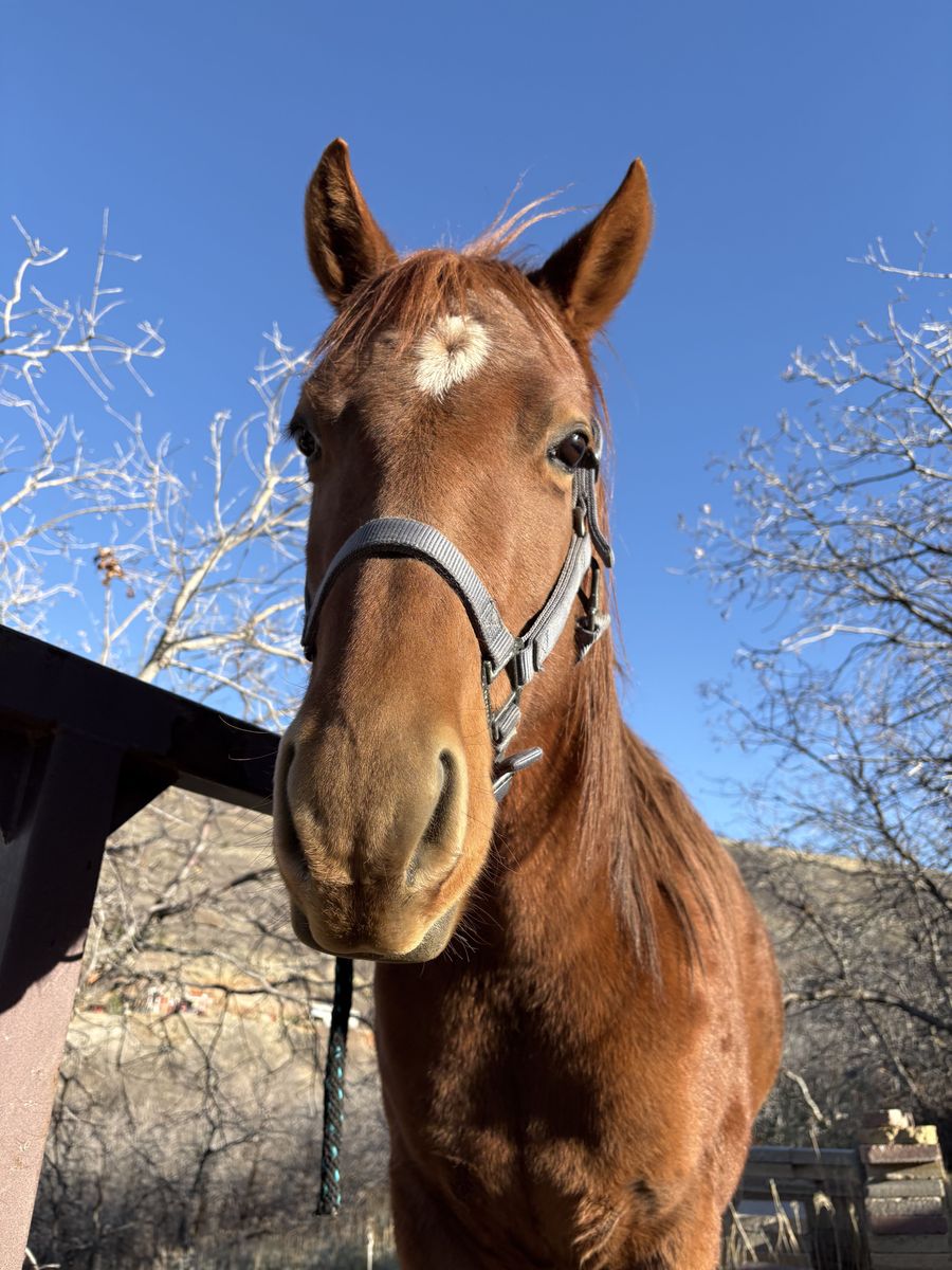 Project Horse