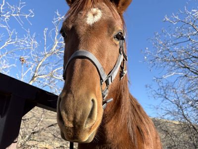Project Horse