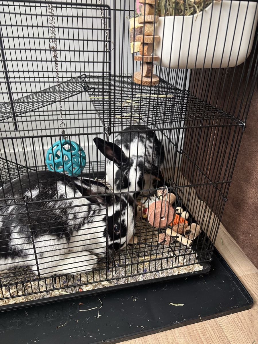 2 adorable bunnies! With entire set up