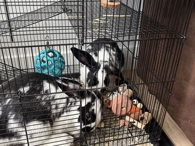 2 adorable bunnies! With entire set up