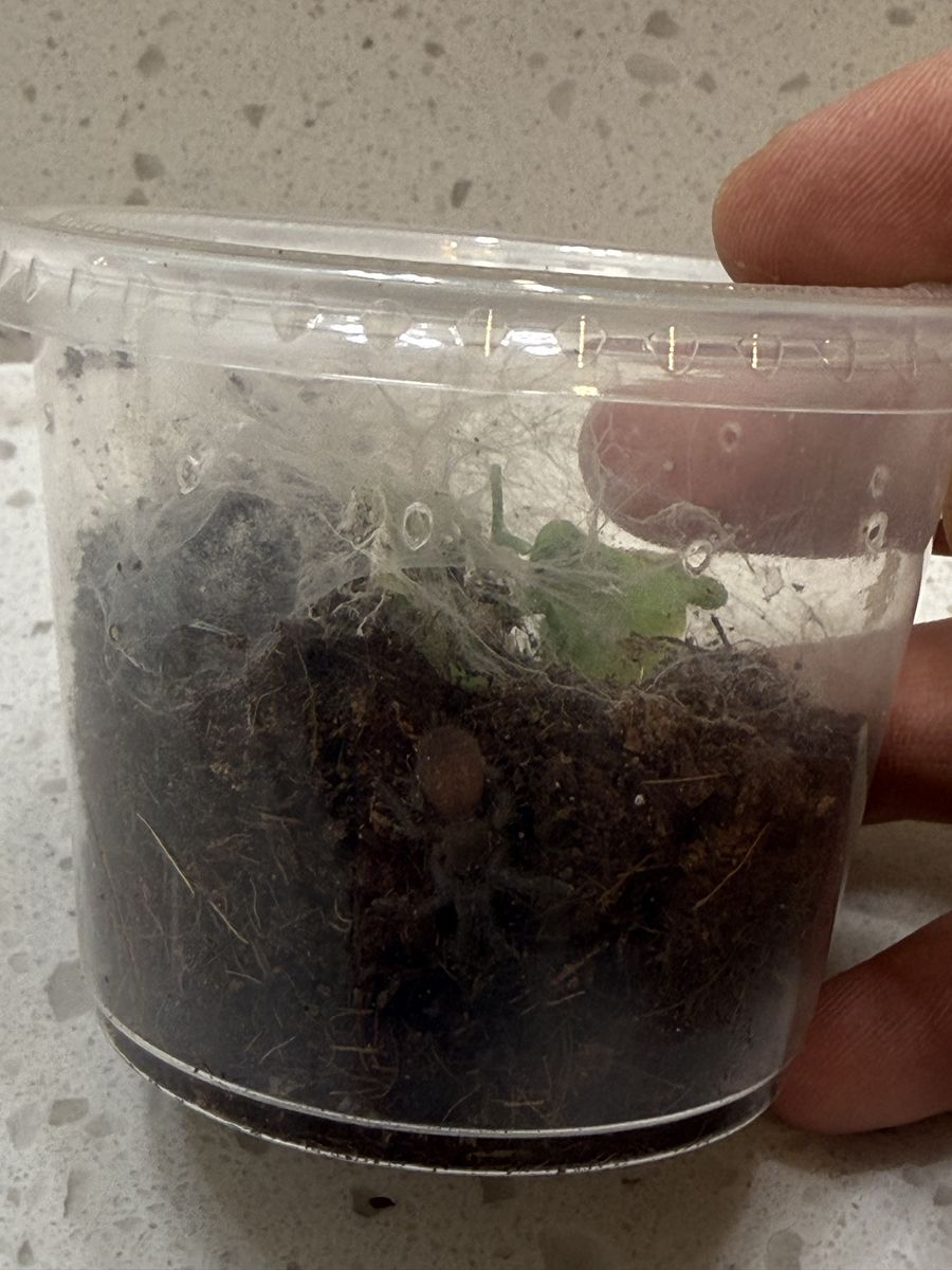 OBT orange baboon tarantula