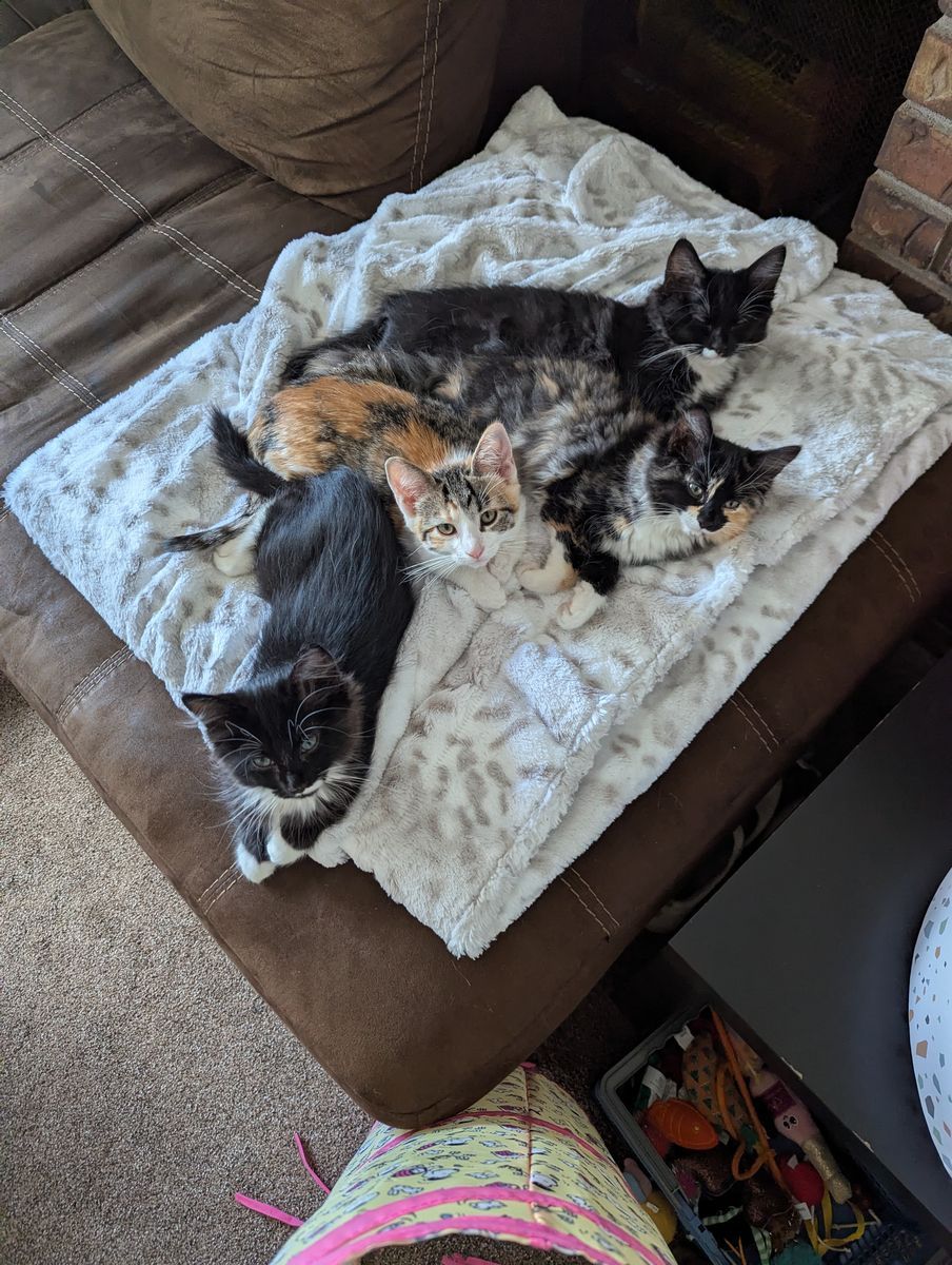 Kitten Adoption! 2 Boys and 2 Girls! Read description!
