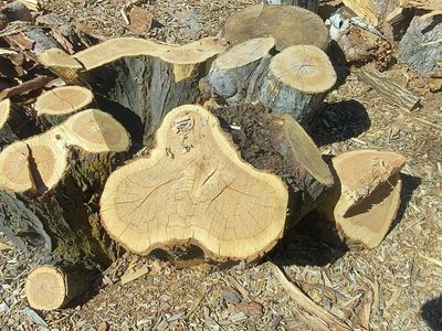 free Maple wood chunks