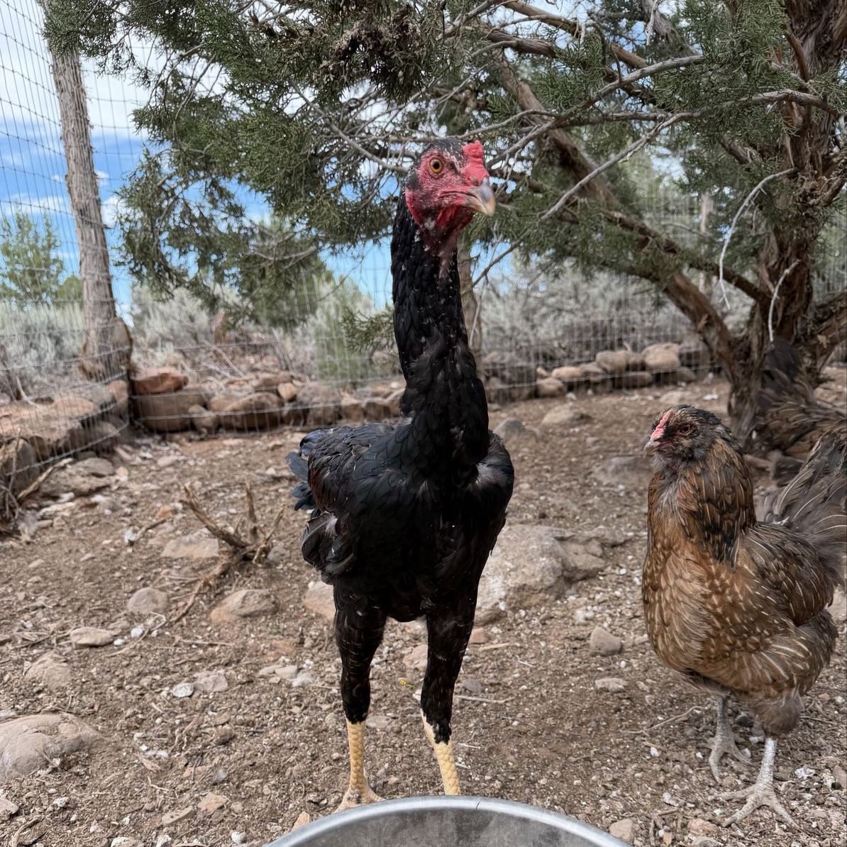 TALLEST CHICKEN BREED IN THE WORLD — INDIO GIGANTE ROOSTERS