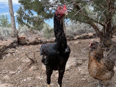 TALLEST CHICKEN BREED IN THE WORLD — INDIO GIGANTE ROOSTERS