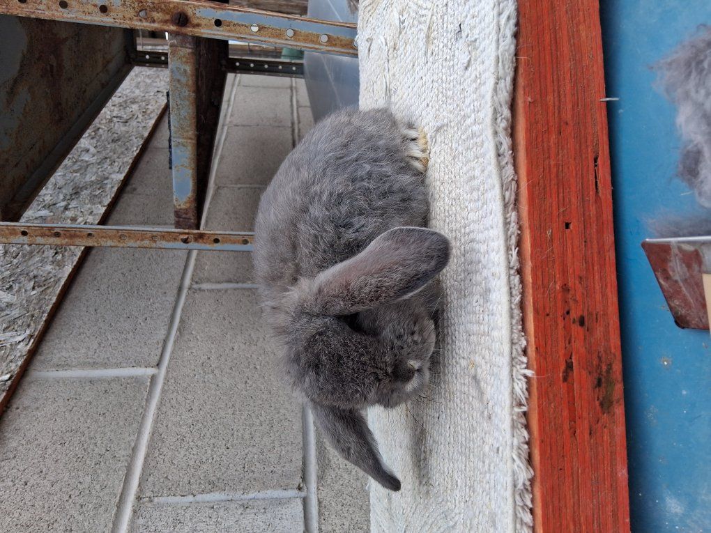 French "Gaint" Lop babies
