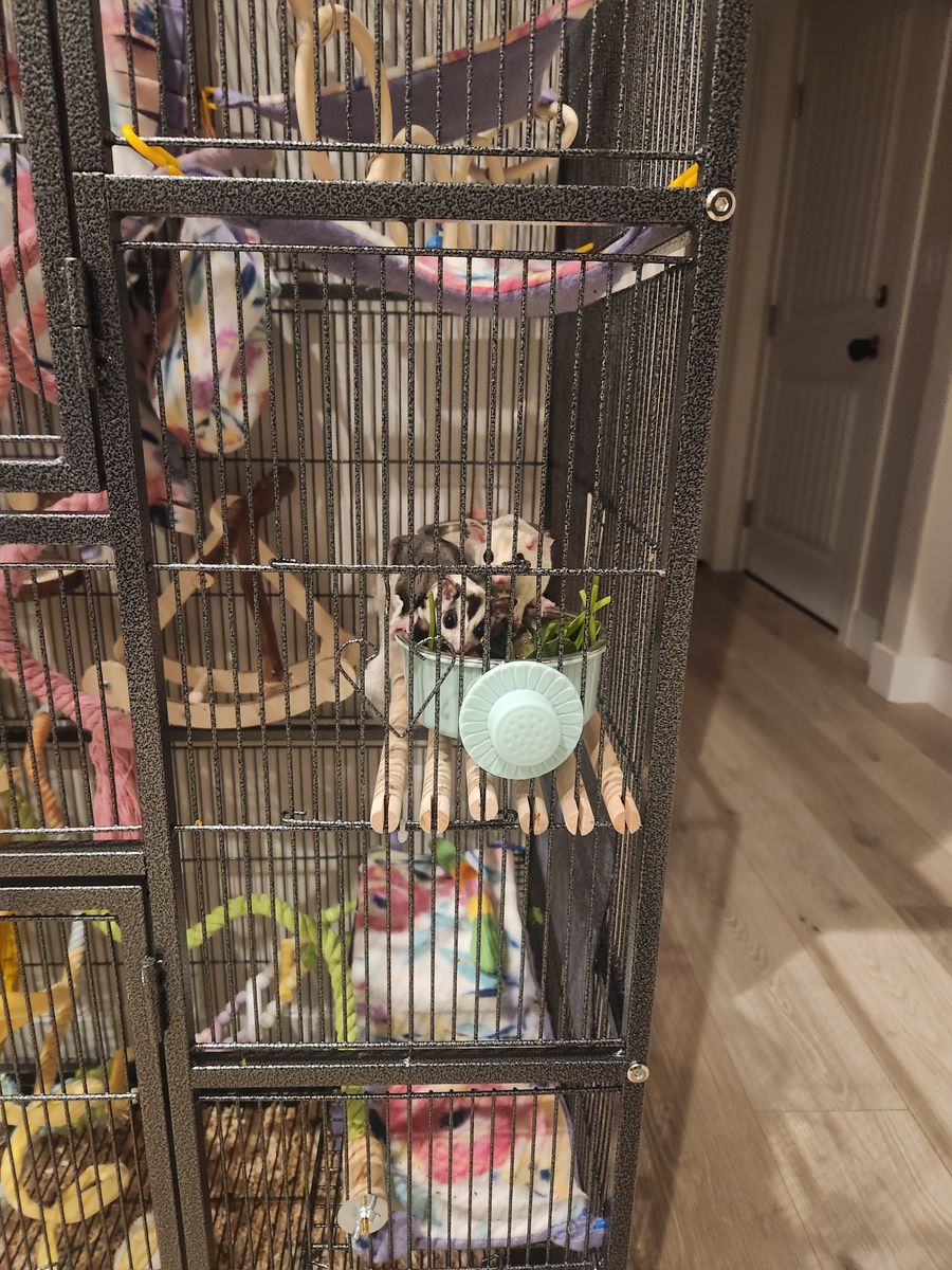 3 sugar gliders